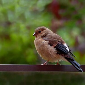 Female young foraging photo