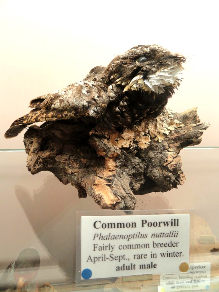 Phalaenoptilus nuttallii - Pacific Grove Museum of Natural History - DSC06703