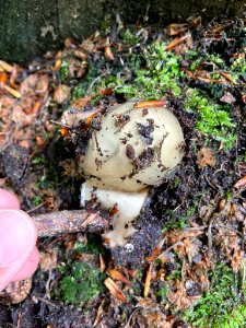 Phallus impudicus 80021659