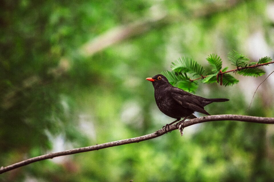 Nature wildlife animal