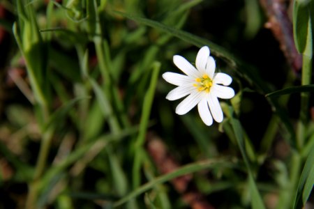 Pflanzen 2011-04-17-6358