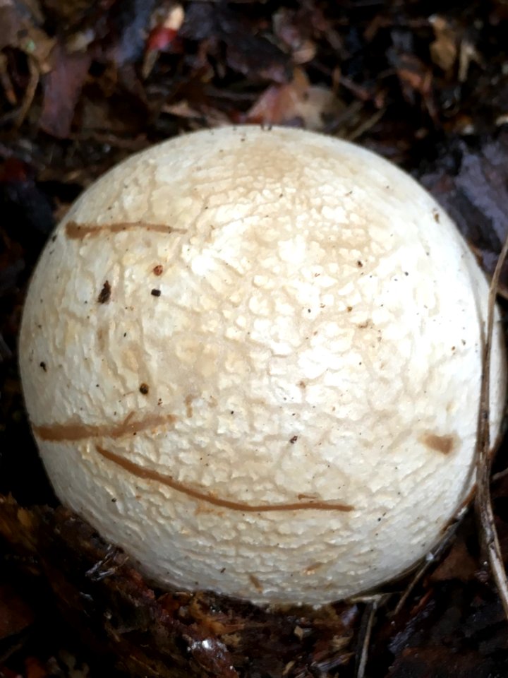 Phallus impudicus 99027394