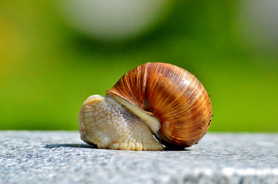 Animal slowly reptile