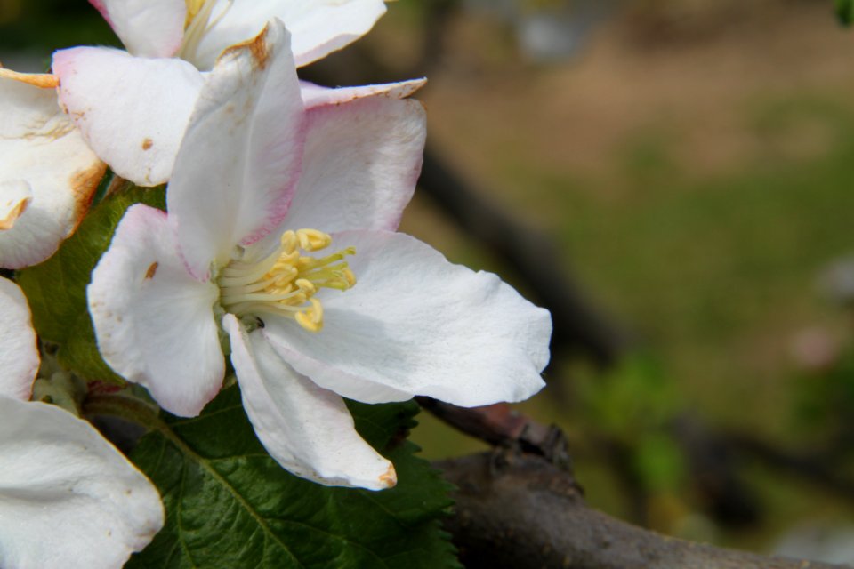 Pflanzen 2011-04-17-6347