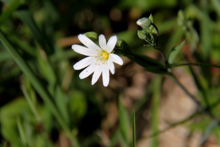 Pflanzen 2011-04-17-6363