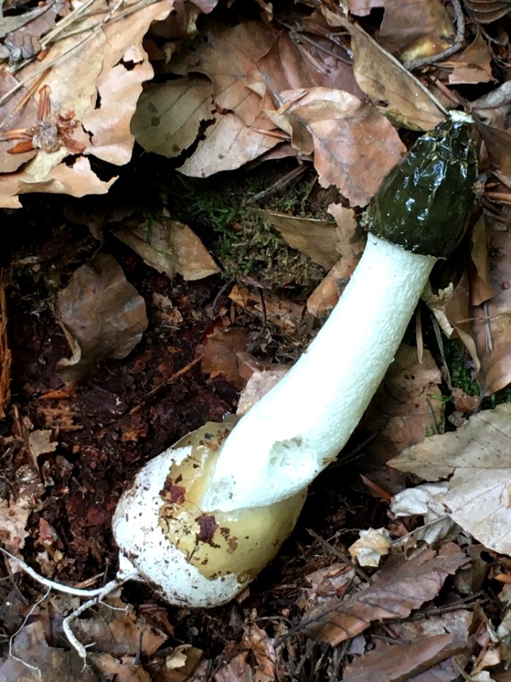 Phallus impudicus 80253759