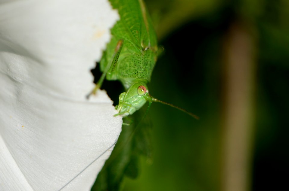 Phaneroptera nana022