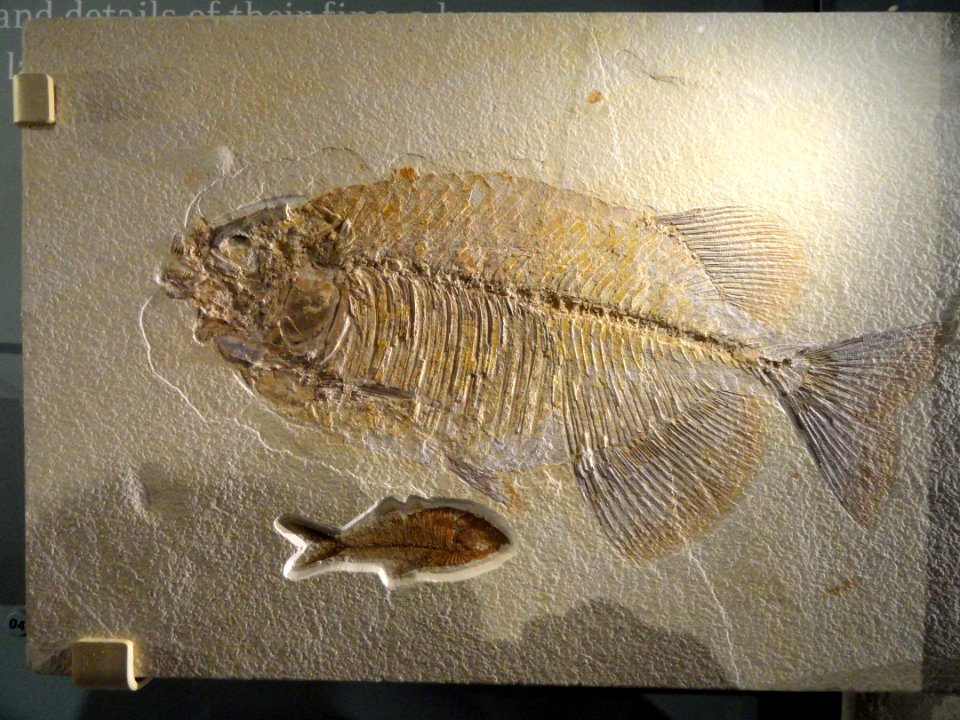 Phareodus testis and Knightia eocaena, Lincoln County, Wyoming - Natural History Museum of Utah - DSC07157