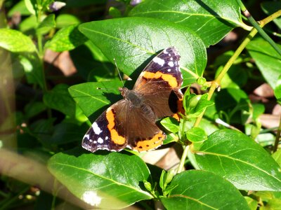 Atalanta butterfly vanessa atalanta