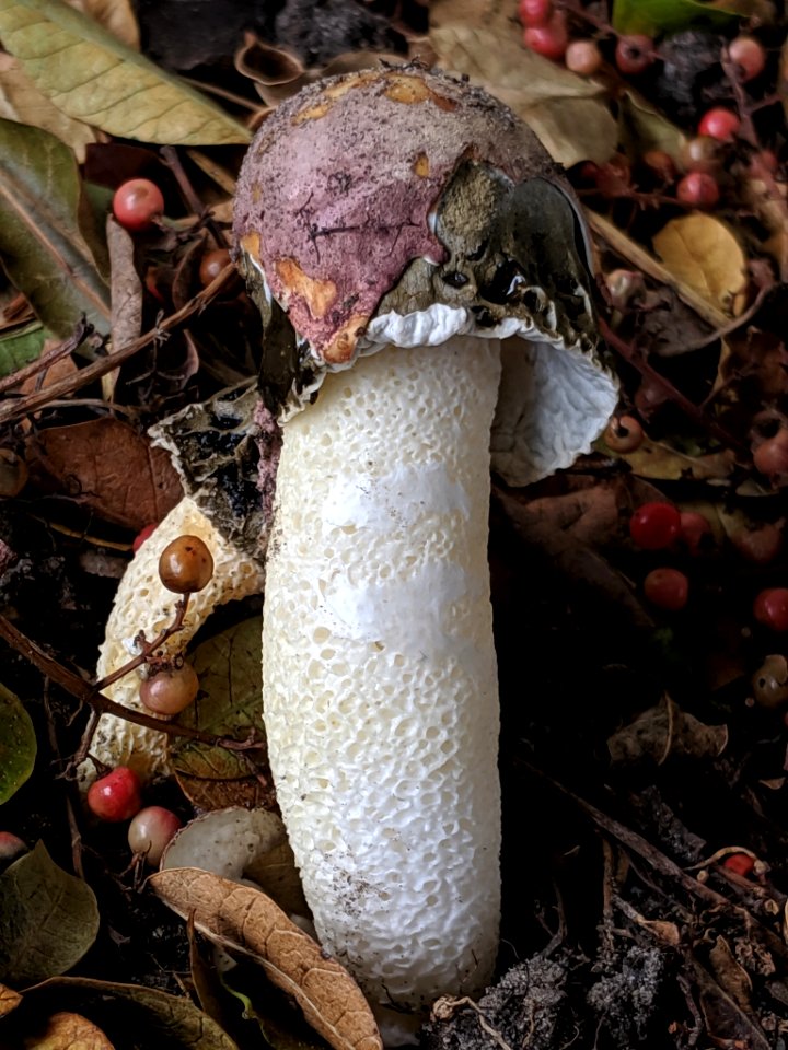 Phallus hadriani 44446704