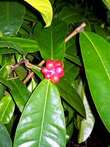 Phaleria octandra with fruit