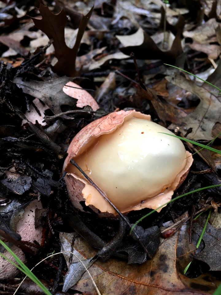 Phallus hadriani 63943257