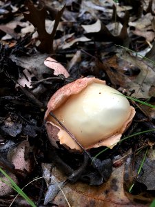 Phallus hadriani 63943257