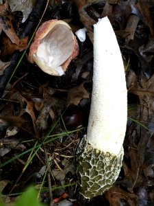 Phallus hadriani 63943266