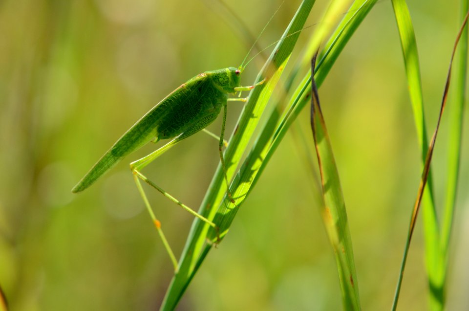 Phaneroptera nana