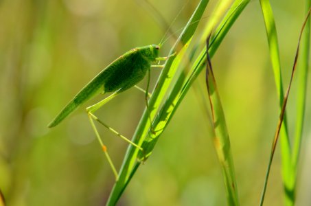Phaneroptera nana