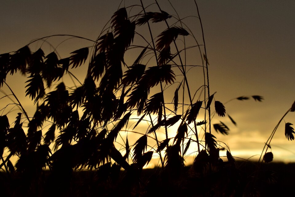 Dried plants backlighting clouds