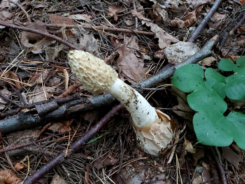 Phallus impudicus 95175765