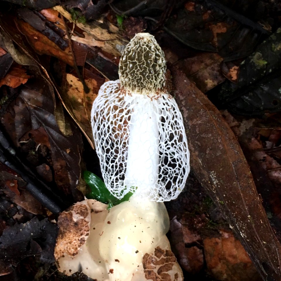 Phallus indusiatus 60080798