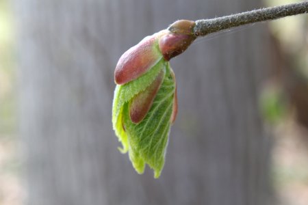 Pflanzen 2010-04-17-1564