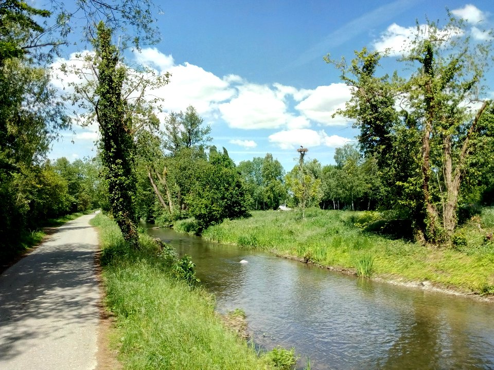 Pfinz, westlich von Graben-Neudorf, Storchennest