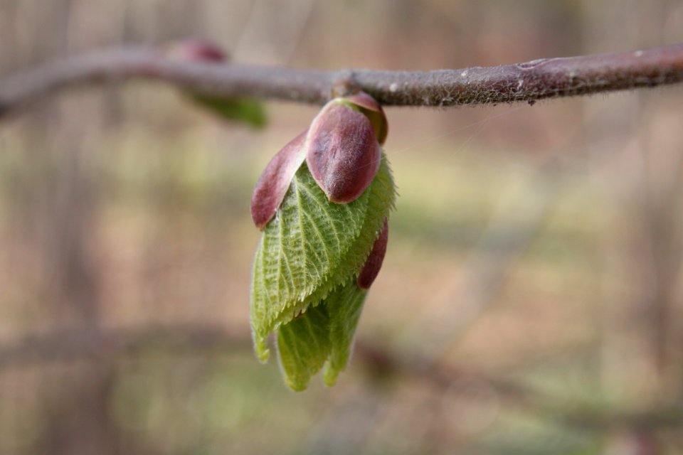 Pflanzen 2010-04-17-1565
