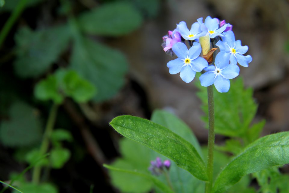 Pflanzen 2011-04-17-6353