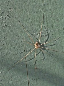 Phalangium opilio (Harvestman sp.) , Westenschouwen, the Netherlands