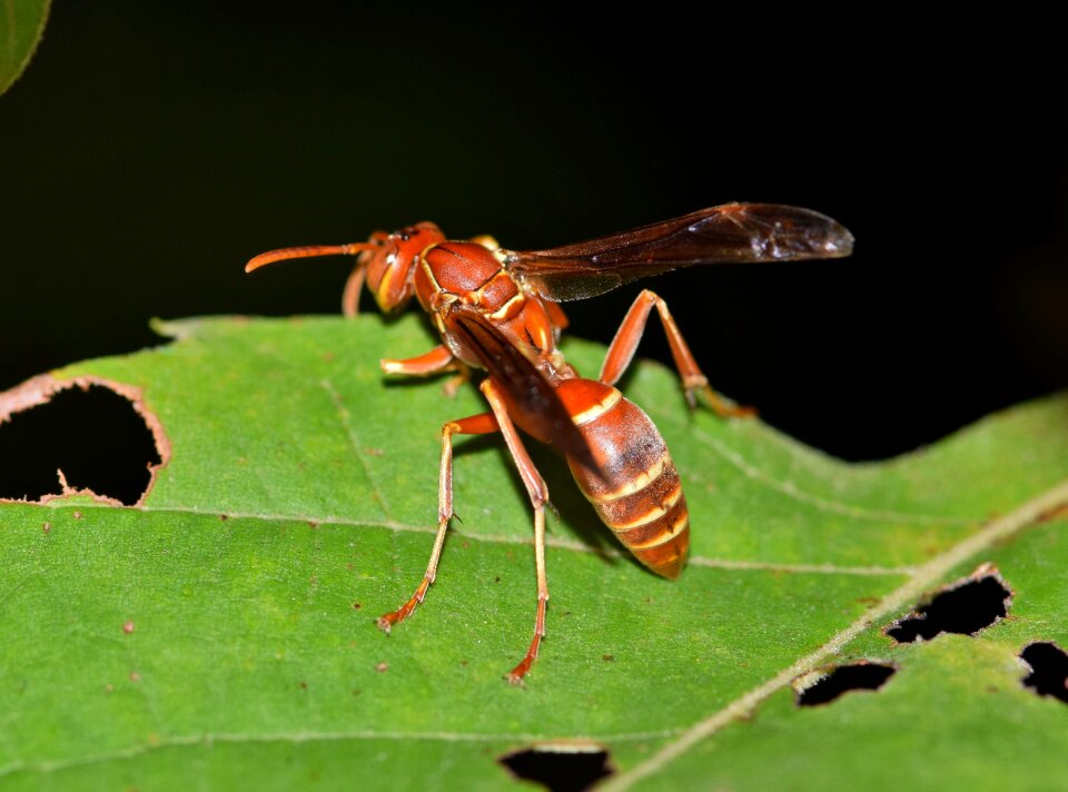 Insect sting stinger