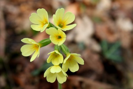 Pflanzen 2010-04-17-1556
