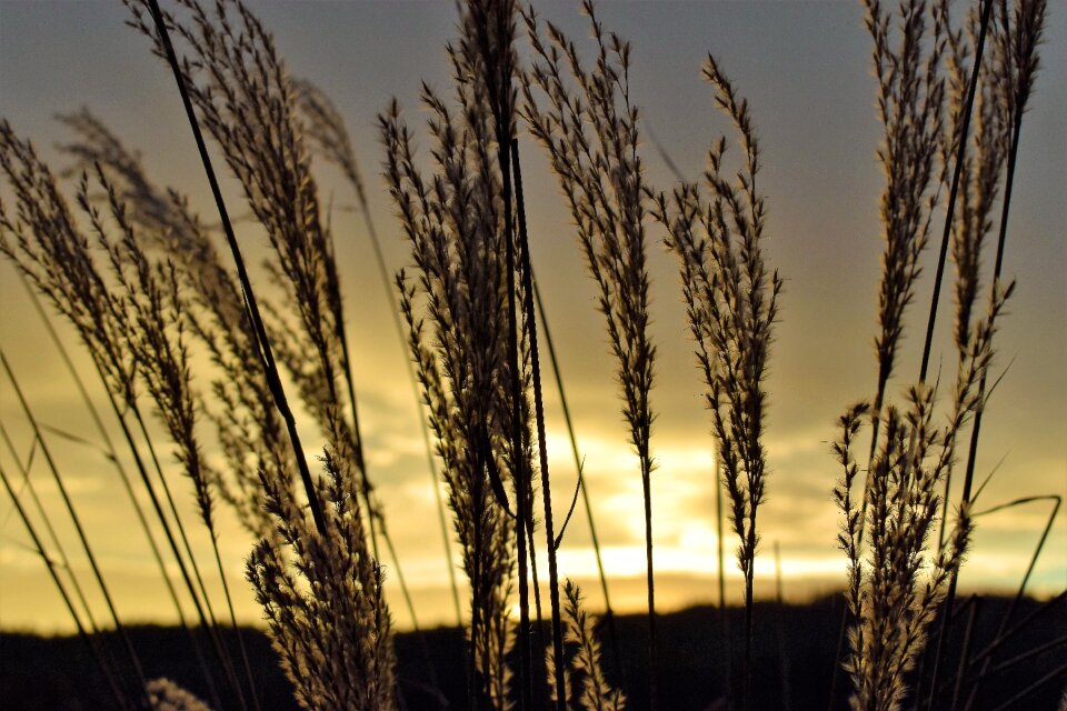 Dried plants backlighting clouds