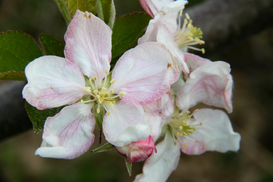 Pflanzen 2011-04-17-6343