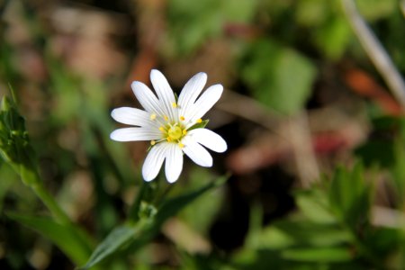 Pflanzen 2011-04-17-6360