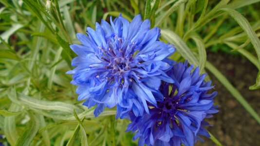 Blue bloom cornflower photo