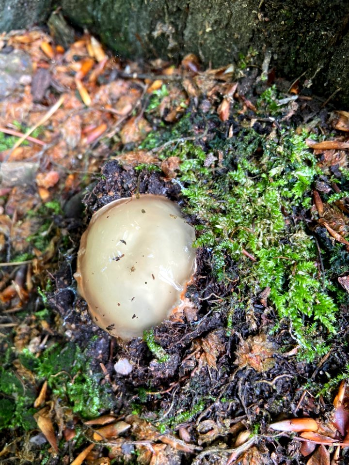 Phallus impudicus 80021674