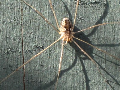 Phalangium opilio (Harvestman sp.), Westenschouwen, the Netherlands