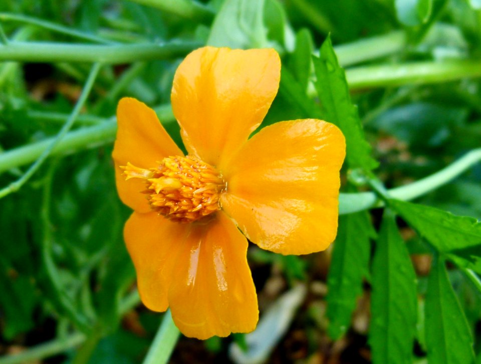Petite fleur jaune trempée