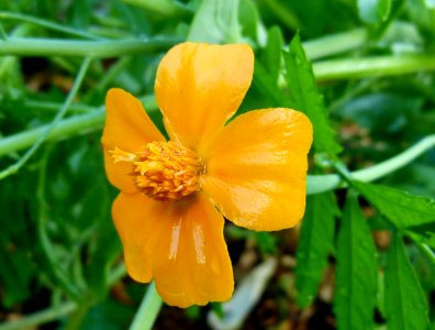 Petite fleur jaune trempée