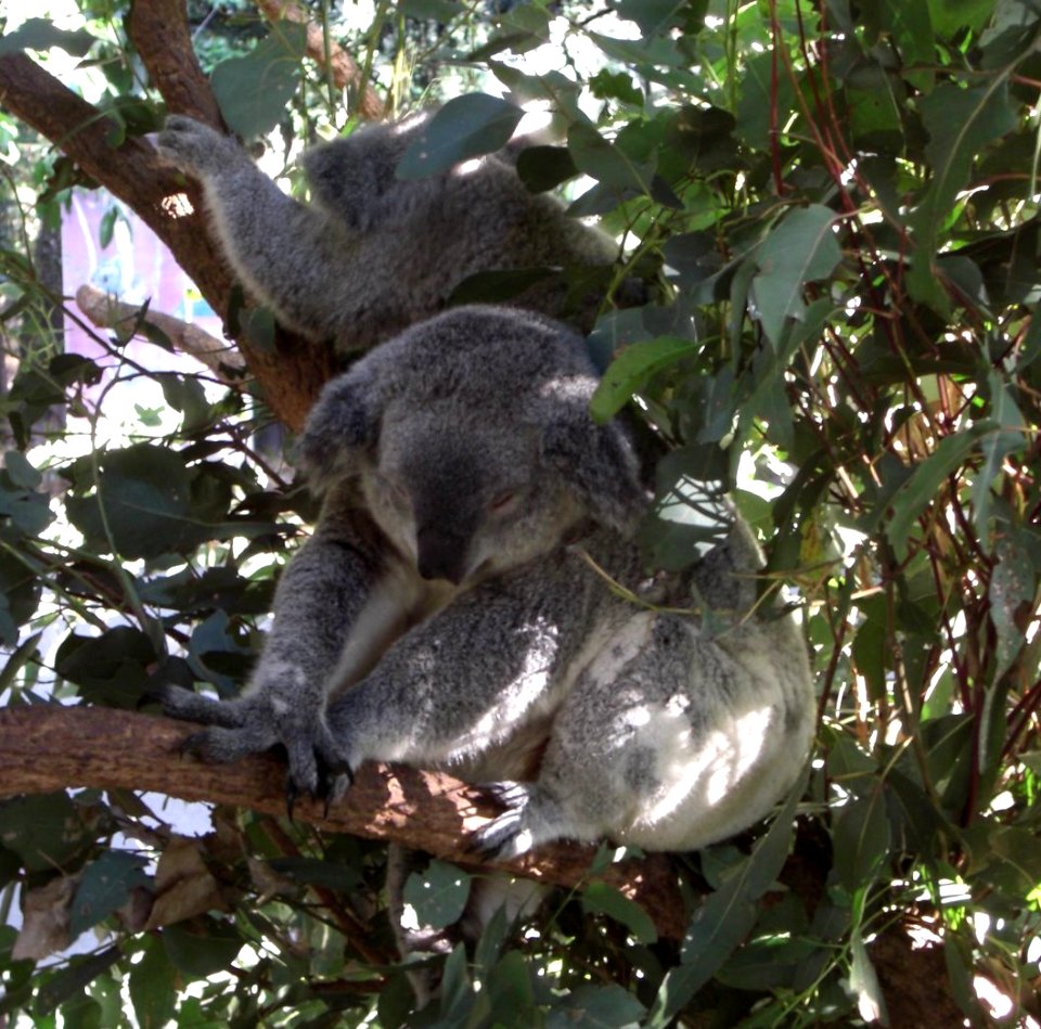Phascolarctos cinereus NSW