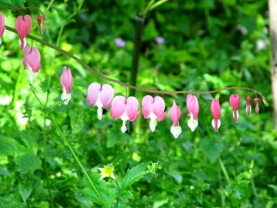 Petites fleurs