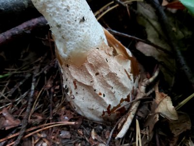 Phallus impudicus 95175806