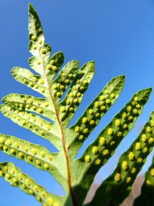 Spores detail soros