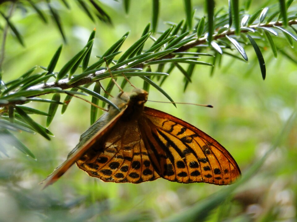 Butterfly insect orange