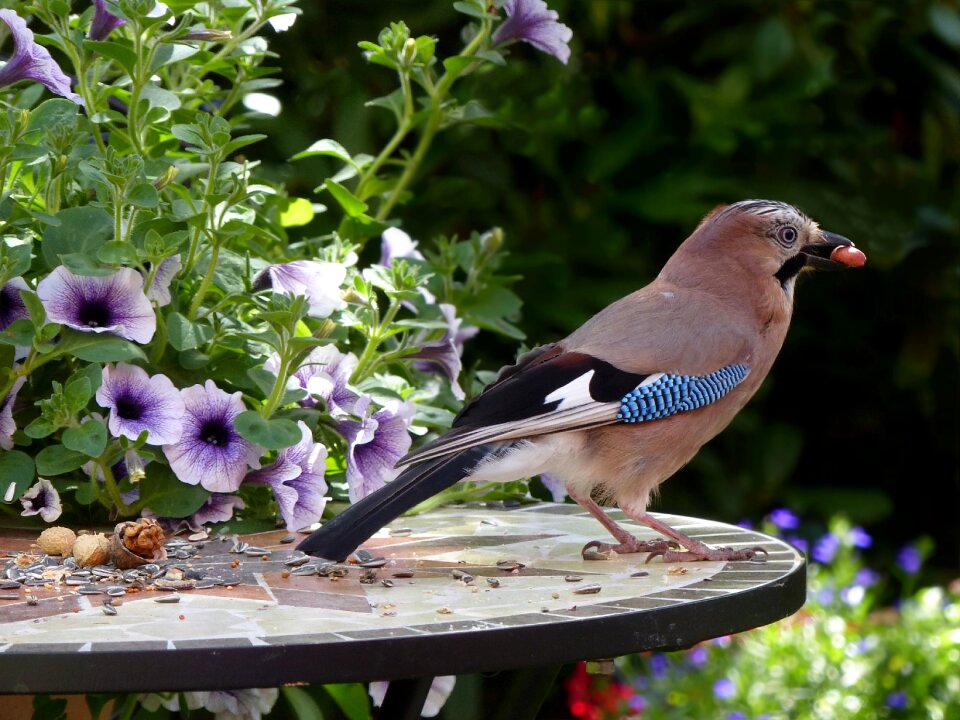 Garrulus glandarius foraging garden