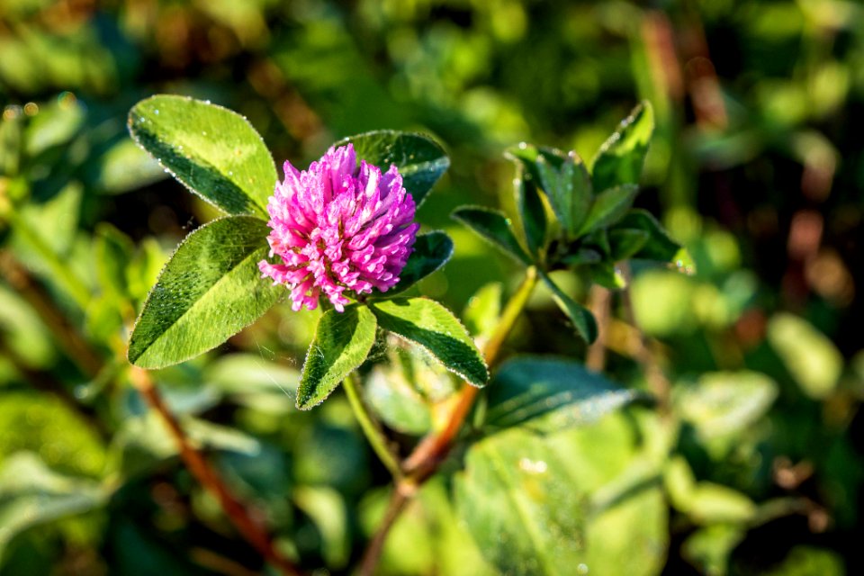Petite Fleur (258655741)
