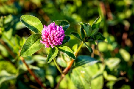 Petite Fleur (258655741)