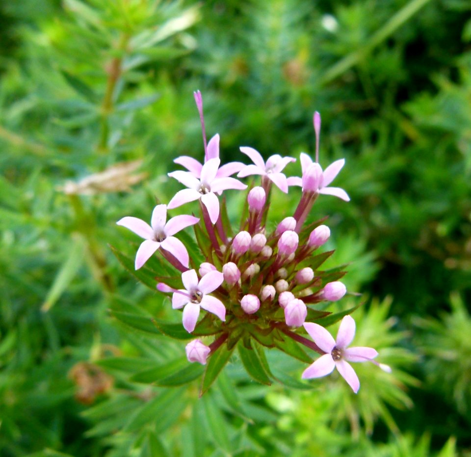 Petites fleurs mauves au Parc floral