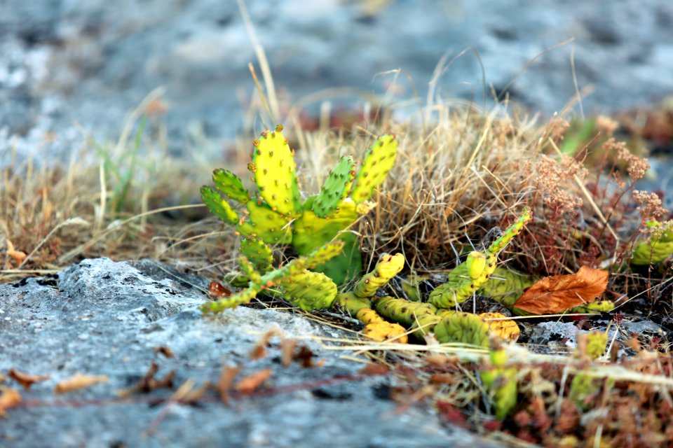 Petits cactus de garrigue