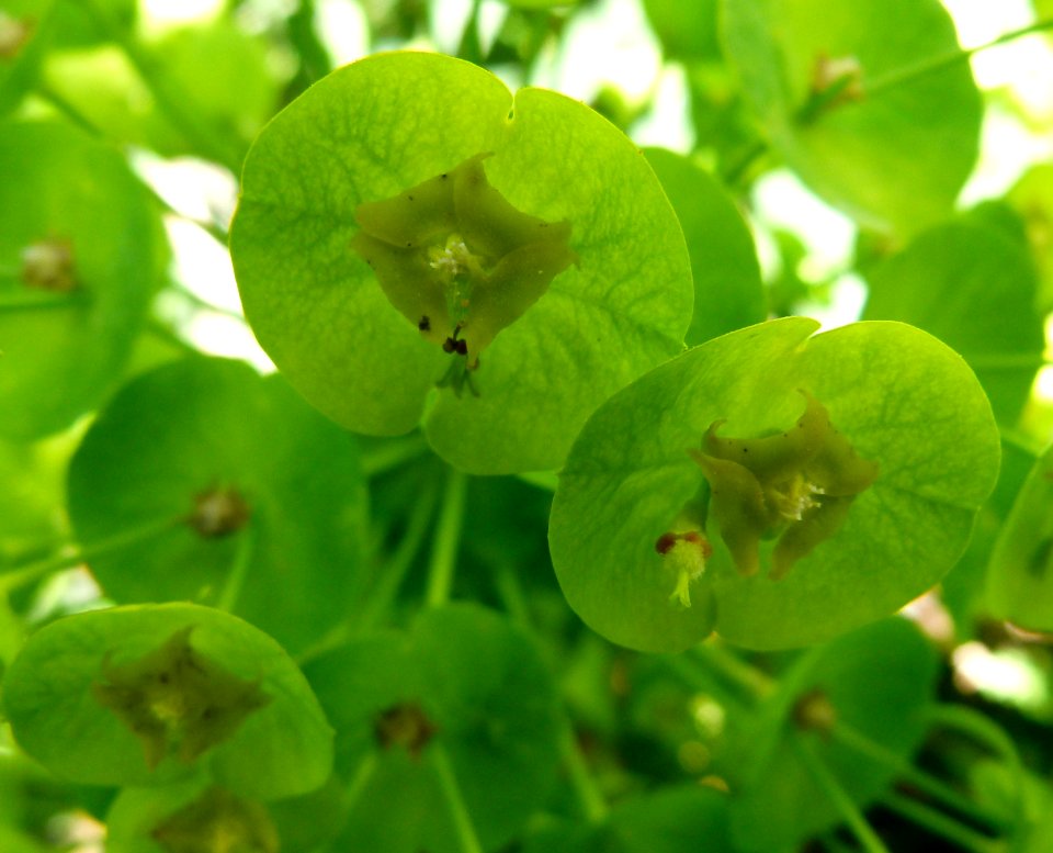 Petites plantes vertes clair
