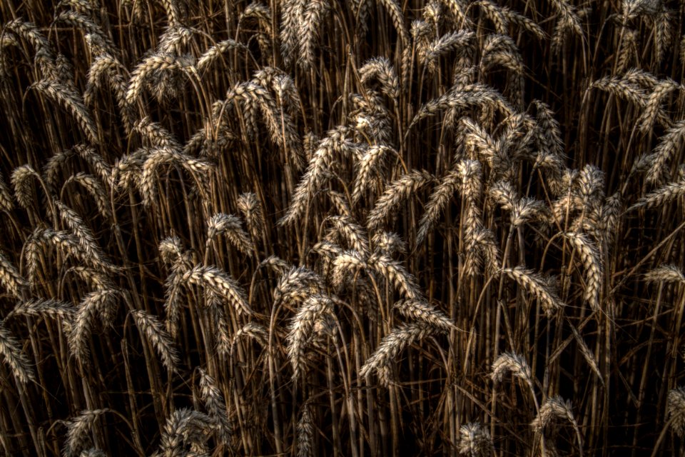 Pflanzen 2010-08-06-3961-HDR
